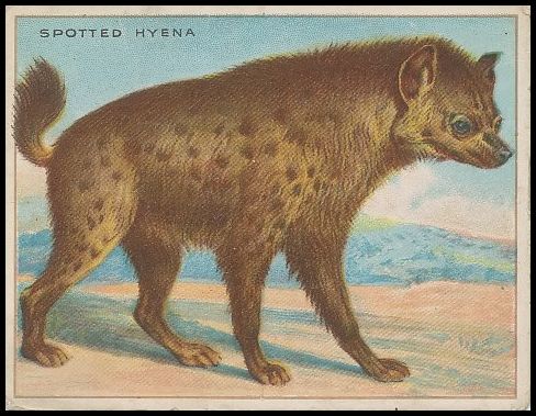 69 Spotted Hyena